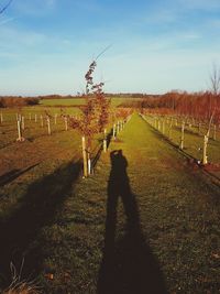 Shadow of sheep on farm