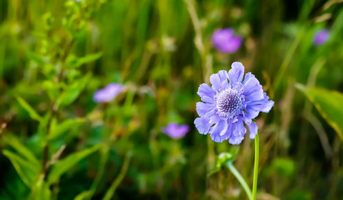 flowering plant