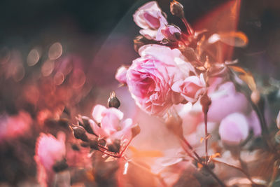 Close-up of pink cherry blossoms