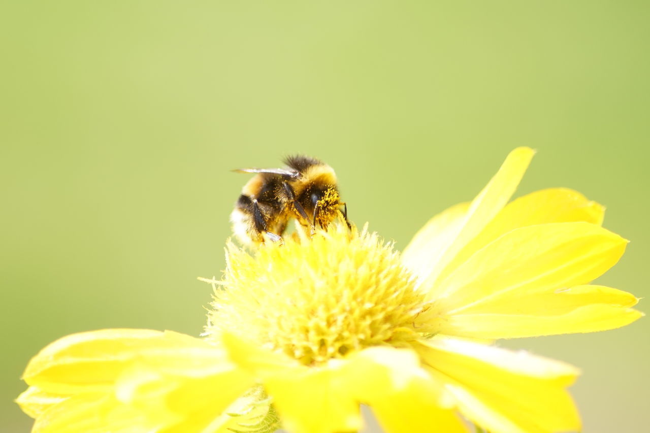 CLOSE-UP OF BEE ON FLOWER