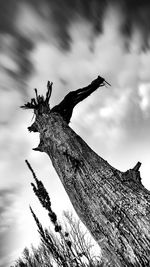 Low angle view of dead tree against sky
