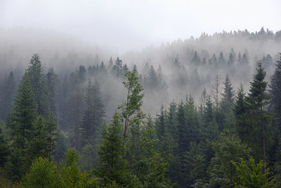 Panoramic view of trees in forest against sky