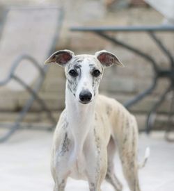 Portrait of dog