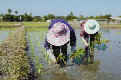 Rear view of people working in farm