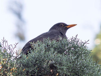 Close-up of bird perching on tree