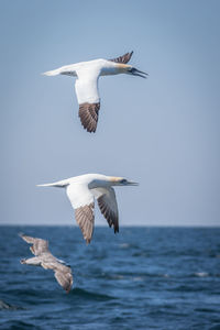 Bird flying over sea against clear sky