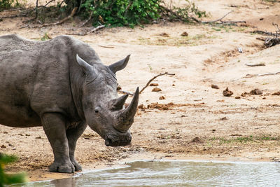 Rhinoceros standing at riverbank