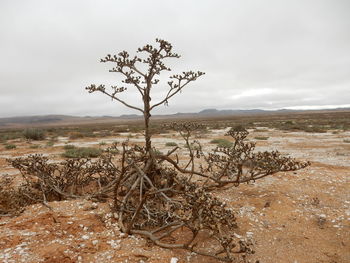 Close-up of tree on field against cloudy sky