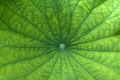 Beauty green lotus leaf and vein pattern in leaf, background and illustration