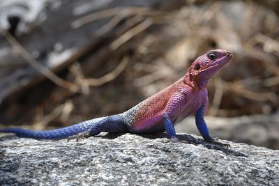 Close-up of lizard on rock