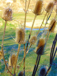 Close-up of thistle flowers