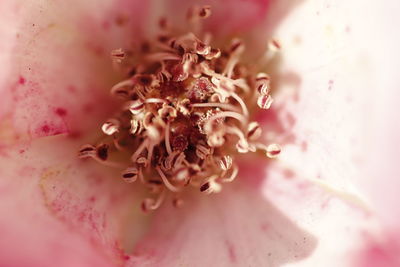 Full frame shot of pink flower