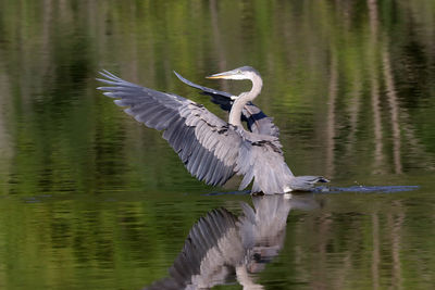 High angle view of gray heron flying over lake