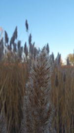 Close-up of plant growing on field against blue sky