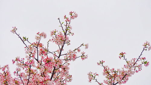 Low angle view of cherry blossoms against clear sky