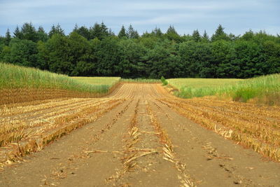 Road amidst agricultural field against sky