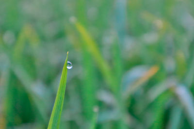 Close-up of wet grass