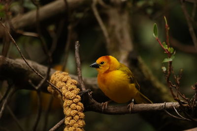 Close-up of bird perching on branch