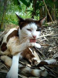 Close-up of cat