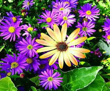 Close-up of purple flowers