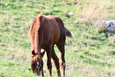 Horse grazing in field