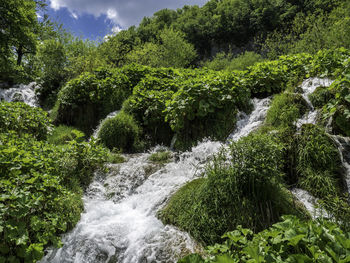 Scenic view of waterfall in forest