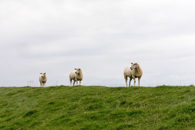 Sheep grazing on field against sky