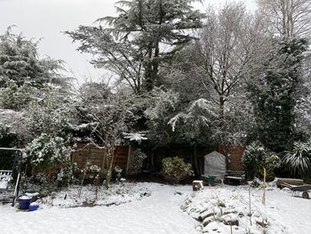 Trees on snow covered field by building