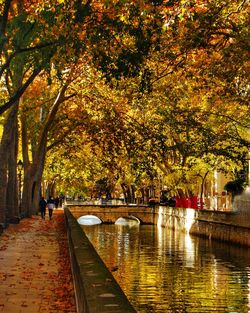 Trees by lake in park during autumn