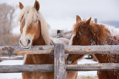 Horse in field