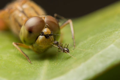 Ant with dragonfly on leaf