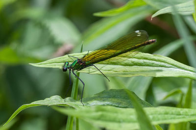 Close-up of insect on plant