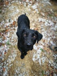 High angle view of black dog on rock