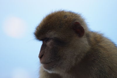 Close-up of monkey against sky