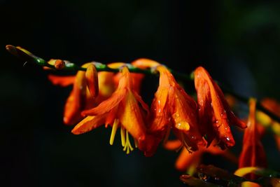 Close-up of orange rose flower