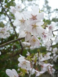 Close-up of white cherry blossoms in spring