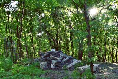 Sun shining through trees in forest