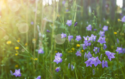 Close-up of purple flowering plants on field