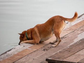 A dog on wood pier drinking water