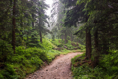 Dirt road amidst trees in forest