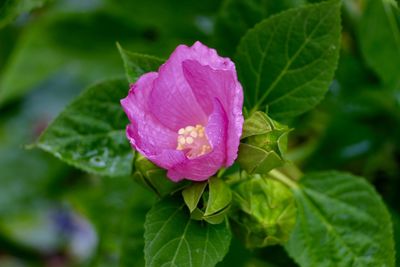 Close-up of pink flower