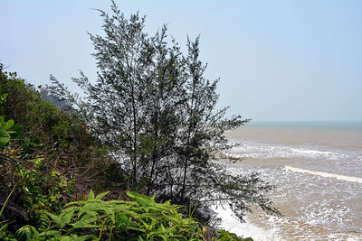 Plant on beach against clear sky