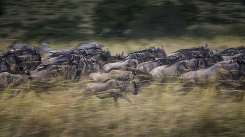 Flock of sheep running in a forest