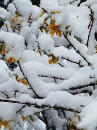 Close-up of snow covered leaves