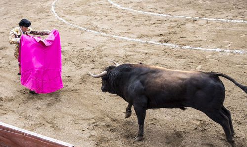 High angle view of horse standing on pink road