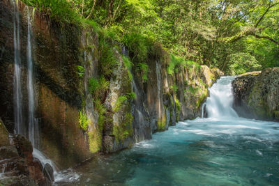 Scenic view of waterfall in forest