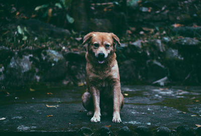 Portrait of dog standing outdoors