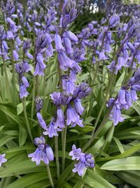 Close-up of purple flowering plants