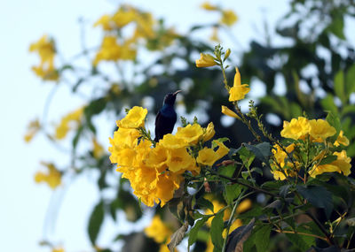 Close-up of yellow flowering plant