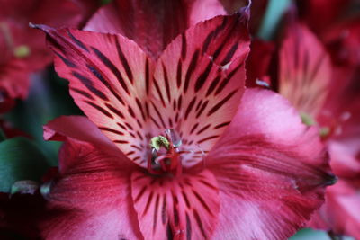 Close-up of hibiscus blooming outdoors